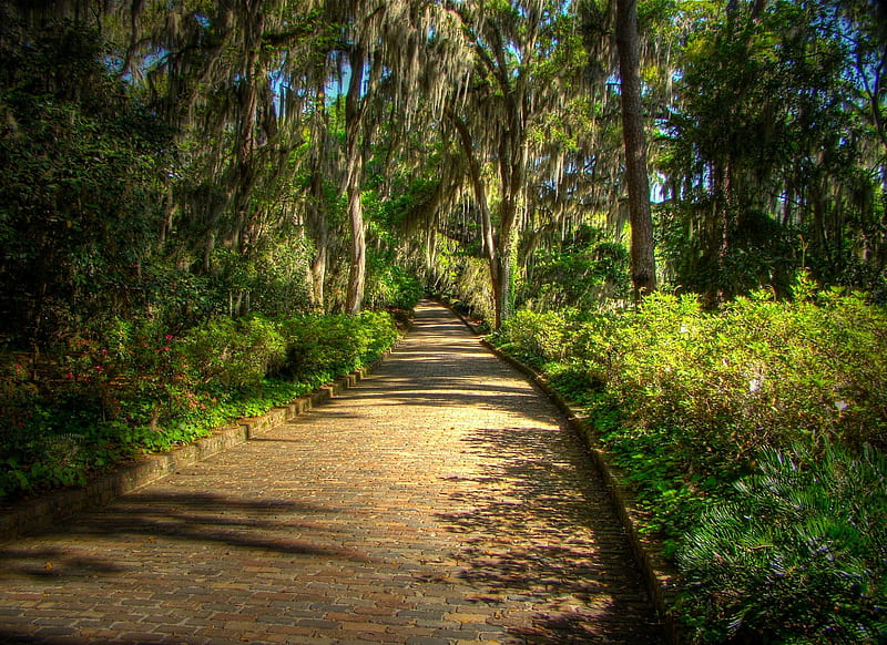 McClay Gardens State Park, Tallahassee, Florida, forest, tallahassee, shadow, state, trees, bushes, mcclay, florida, parks, green, gardens, path, day, nature, road, HD wallpaper