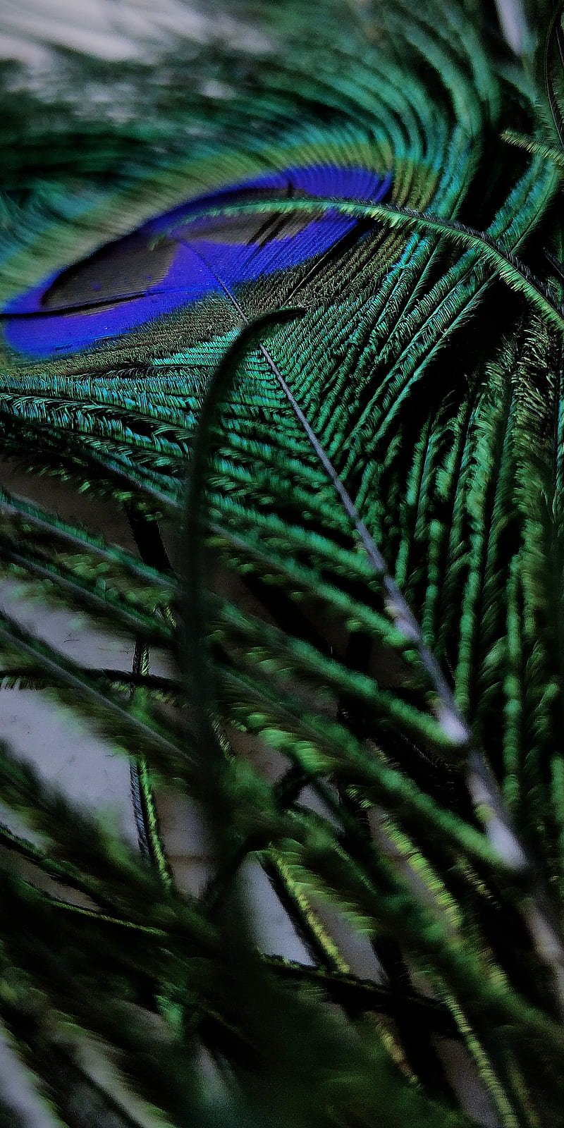 Peacock feathers, love, dark, feather, green, inspiration, peacock feathers,  HD phone wallpaper | Peakpx
