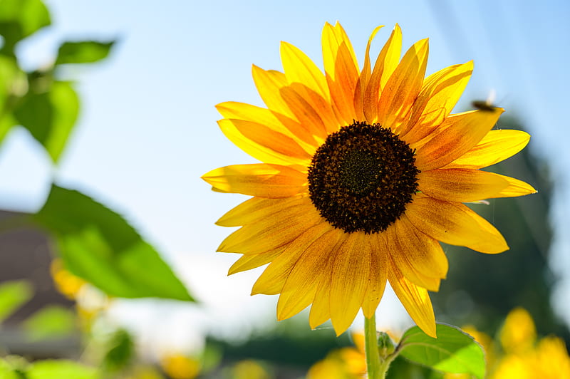 Close-Up of Sunflower, HD wallpaper