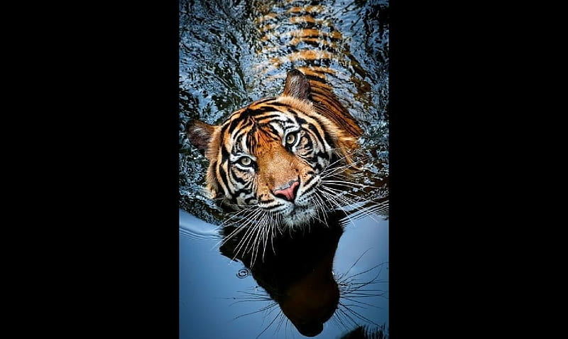Tiger, Animals, Mammals, Felids, HD wallpaper