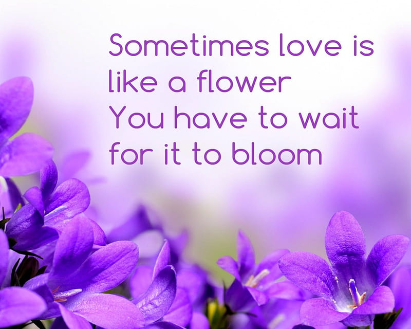 Love is like a flower, words, flowers, message, purple, HD wallpaper ...