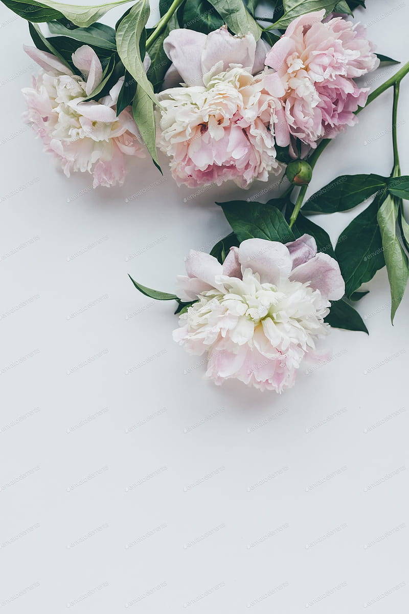 top view of light pink peonies with leaves on white by LightFieldStudios on Envato Elements, HD phone wallpaper