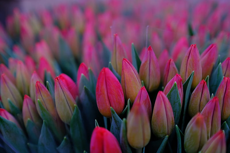 Splendid tulips, splendid, bunch, flowers, tulips, nature, mauve, pretty, quality, beauty, pastel, HD wallpaper