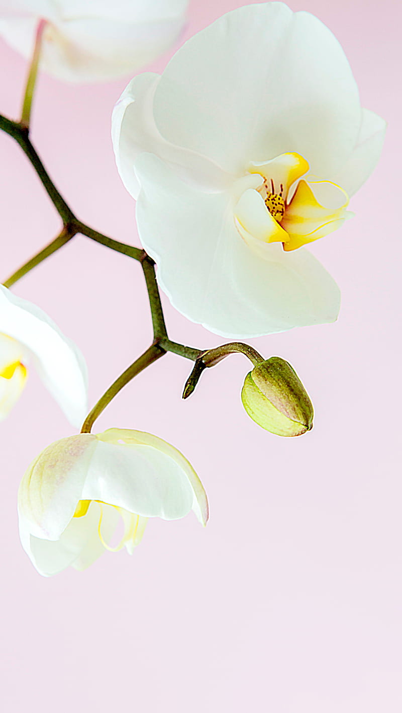 Blooming Orchid, beauty, bloom, flower orchid, pink, plant, pretty, soft, HD phone wallpaper