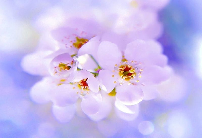 nice and fresh, lovely, soft, nice, plants, blossoms, flowers, nature, blooms, white, delecate, HD wallpaper