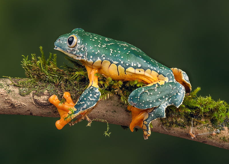 Frogs, Tree Frog, Amphibian, Frog, Wildlife, HD wallpaper