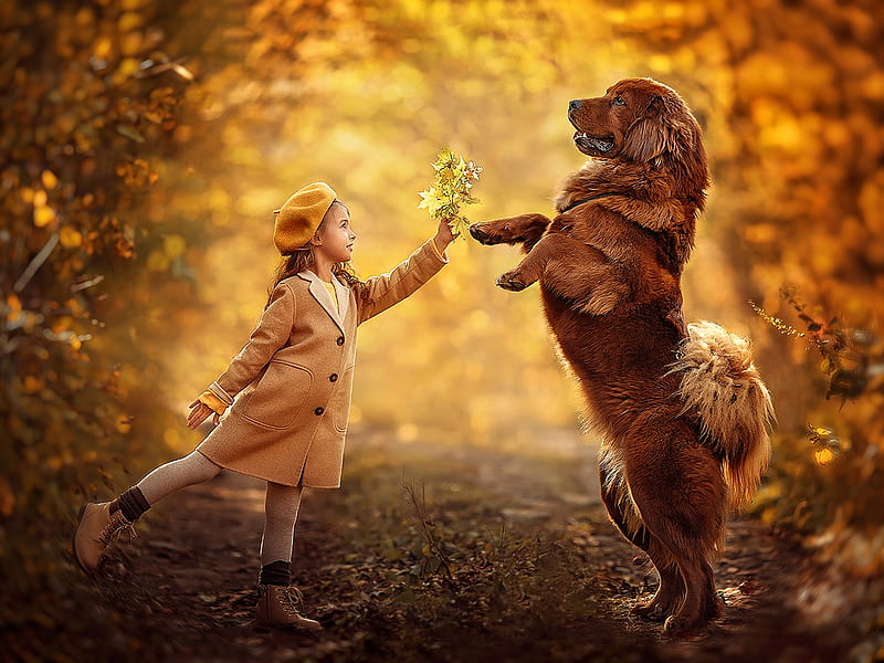 Little Girl, Dog, Autumn, Playing, Girl, Leaves, Nature, HD wallpaper