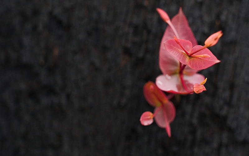 leaves-Plant flowers macro, HD wallpaper