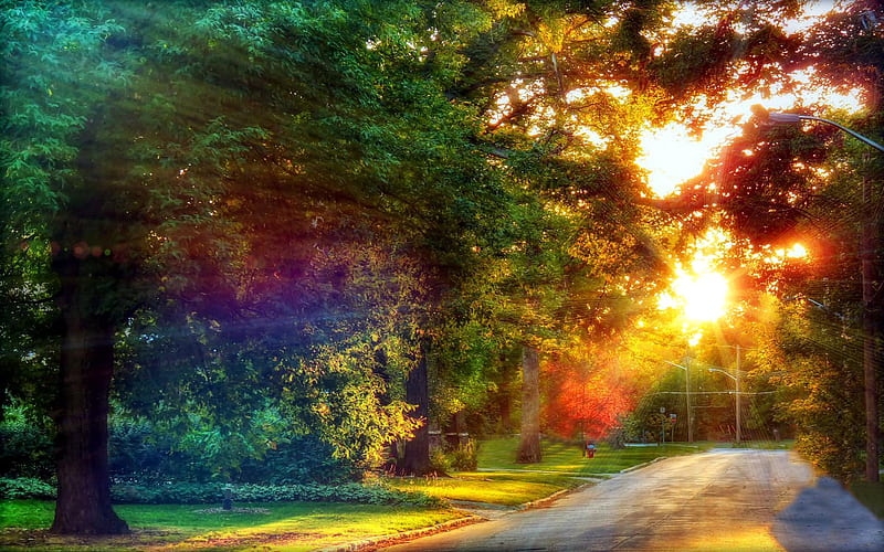 Road to Paradise, path, forest, road, ray, HD wallpaper