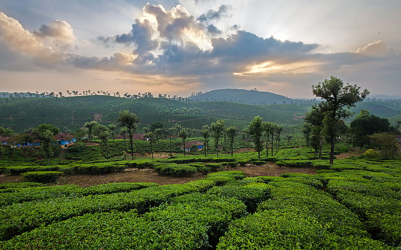 South India, sunset, hills, tea plantations, India, HD wallpaper