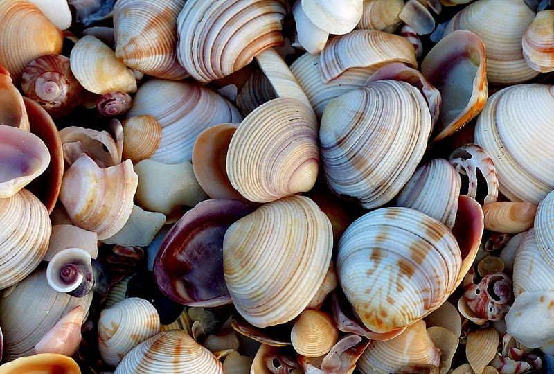 Shells, bernard spragg nz, summer, shell, skin, HD wallpaper