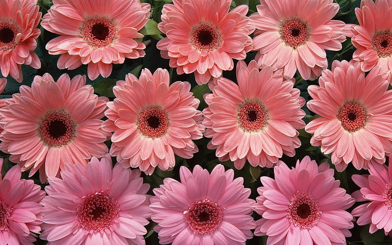 Pink gerberas., flower, gerbera, pink, daisy, HD wallpaper