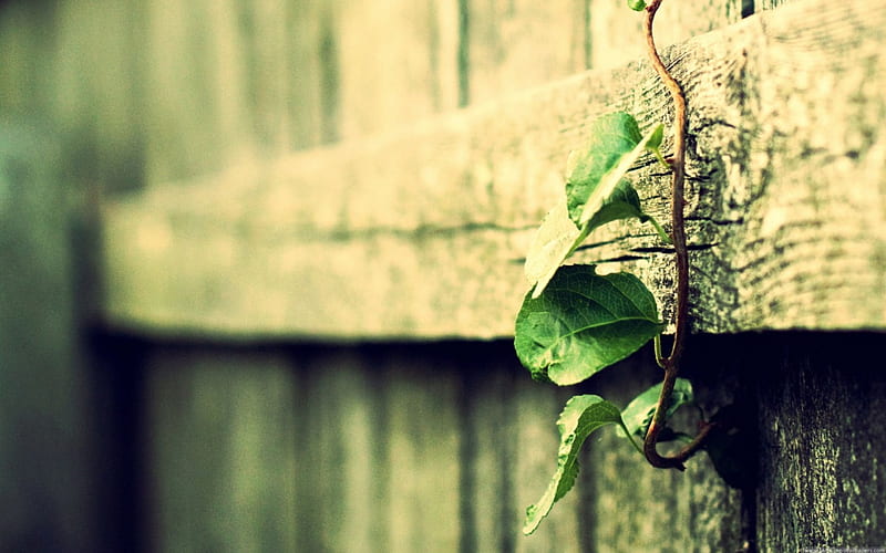 Plant growing on the fence, nature, entertainment, people, HD wallpaper