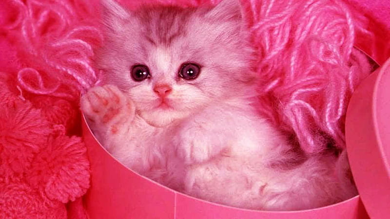 White Cat Kitten Inside Pink Cardboard C Cute Cat, HD wallpaper