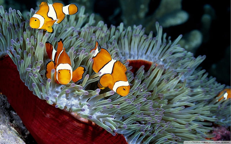 clown fish-The mysterious world of the sea, HD wallpaper