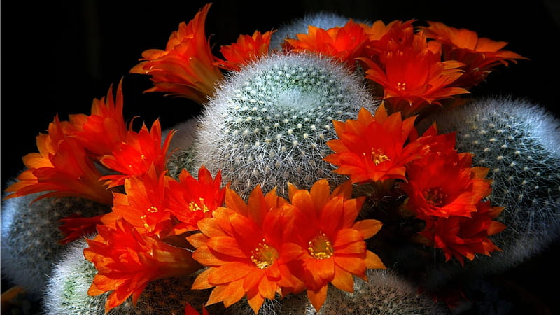 Red Cactus Flowers, red, flowers, cactus, bloom, HD wallpaper
