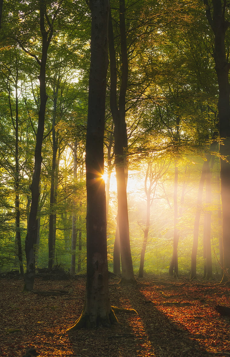 trees, rays, sun, forest, branches, HD phone wallpaper