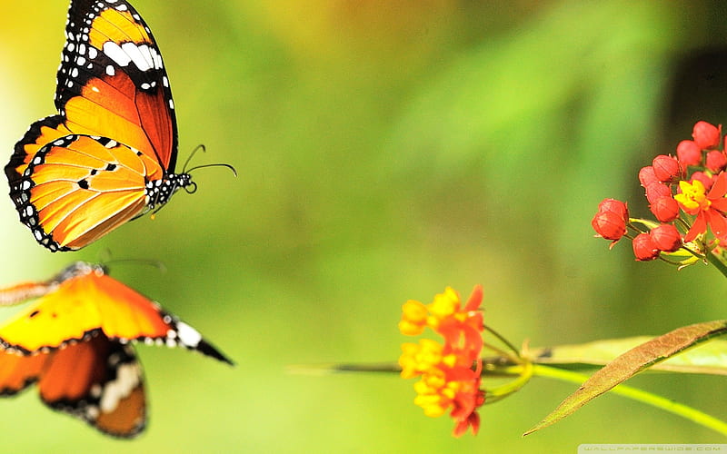 Two Butterflies-beautiful butterfly - Album, HD wallpaper