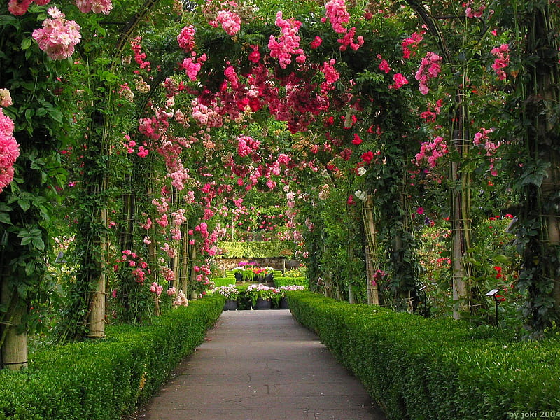 rose arch for jasnas, garden, arches, roses, botanical, HD wallpaper