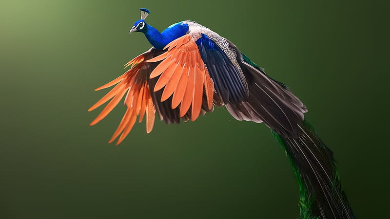 Peacock, bird, orange, green, paun, feather, pasari, blue, flying, HD wallpaper
