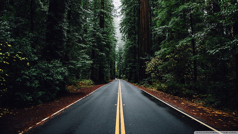 1920x1080px, 1080P free download | Beautiful Road, roads, green, nature ...