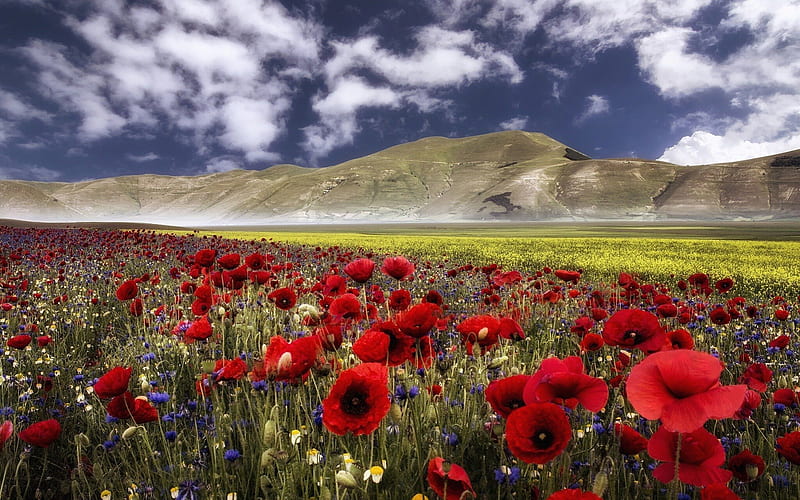 Castelluccio, Umbria, Italy, mountains, poppies, summer, blossoms, field, HD wallpaper