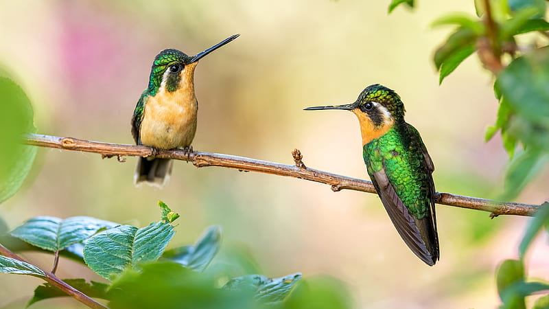 Sharp Nose Green Yellow Hummingbirds Are Sitting On Stalk In Blur Background Birds, HD wallpaper