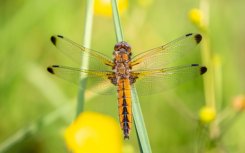 Insects, Dragonfly, HD wallpaper