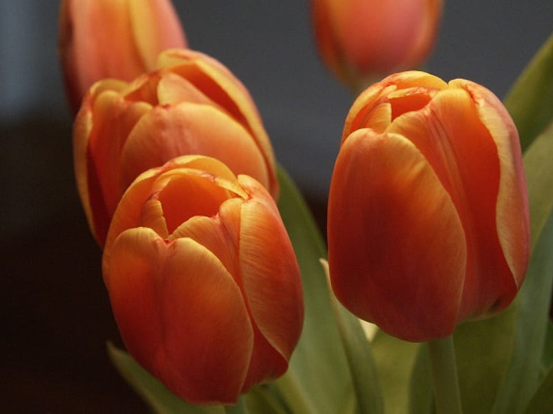 Dark Orange Tulips, flowers, tulips, dark orange, HD wallpaper