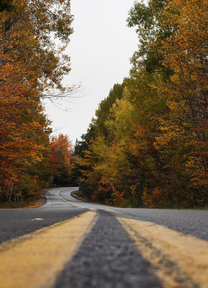 road, trees, autumn, marking, distance, HD phone wallpaper