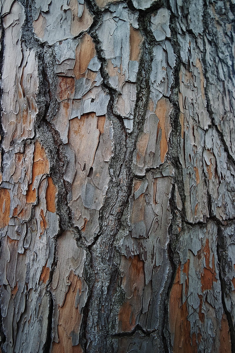 bark, tree, wood, texture, surface, HD phone wallpaper