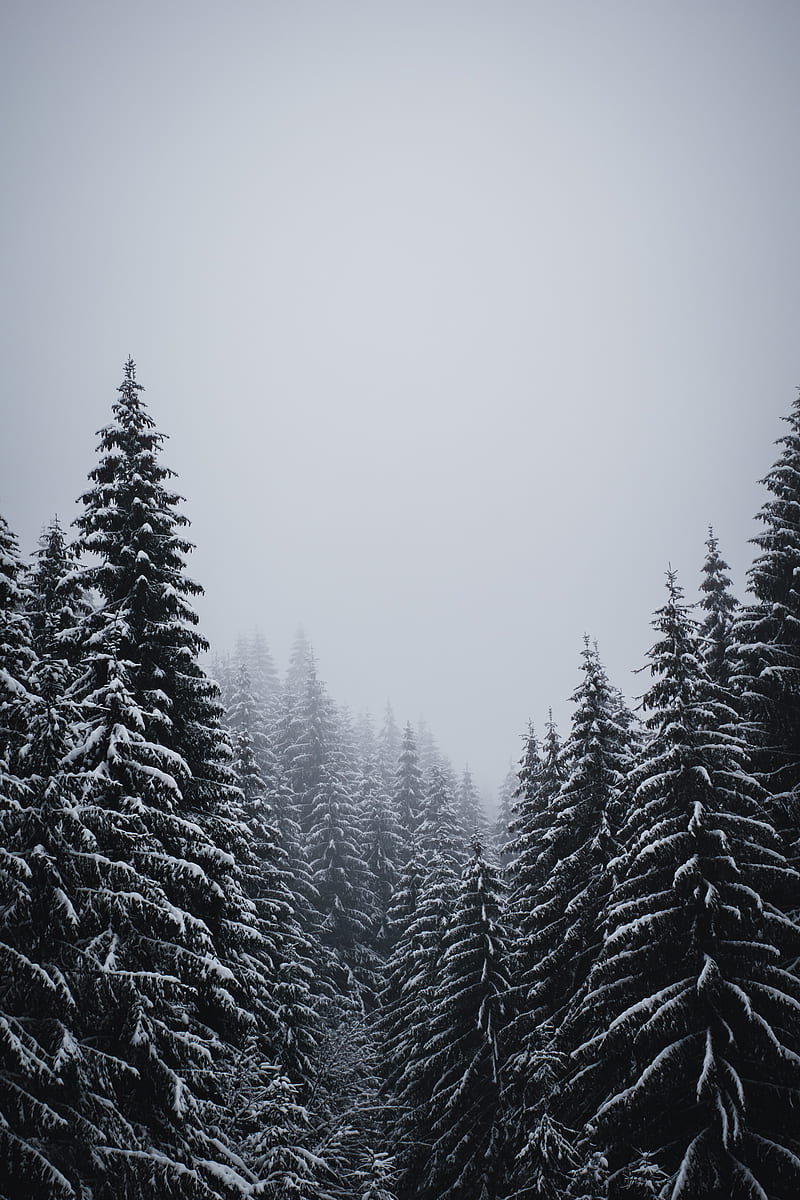 spruce, trees, snow, blizzard, winter, HD phone wallpaper