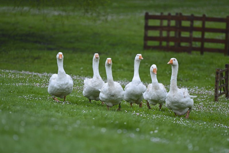 Goose attack, grass, domestic, goose, white, flock, HD wallpaper
