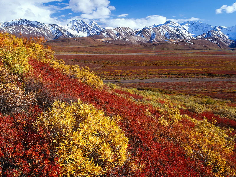 Range Denali Alaska, alaska, national park, color, nature, denali, landscape, HD wallpaper