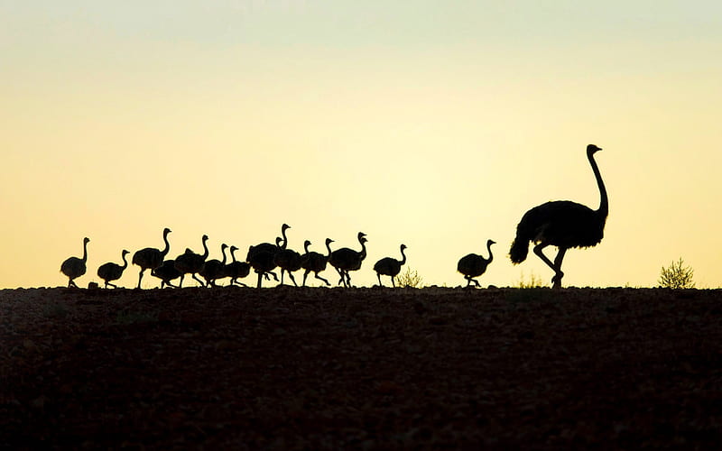 :-), family, ostrich, bird, padare, black, silhouette, chicks, HD wallpaper
