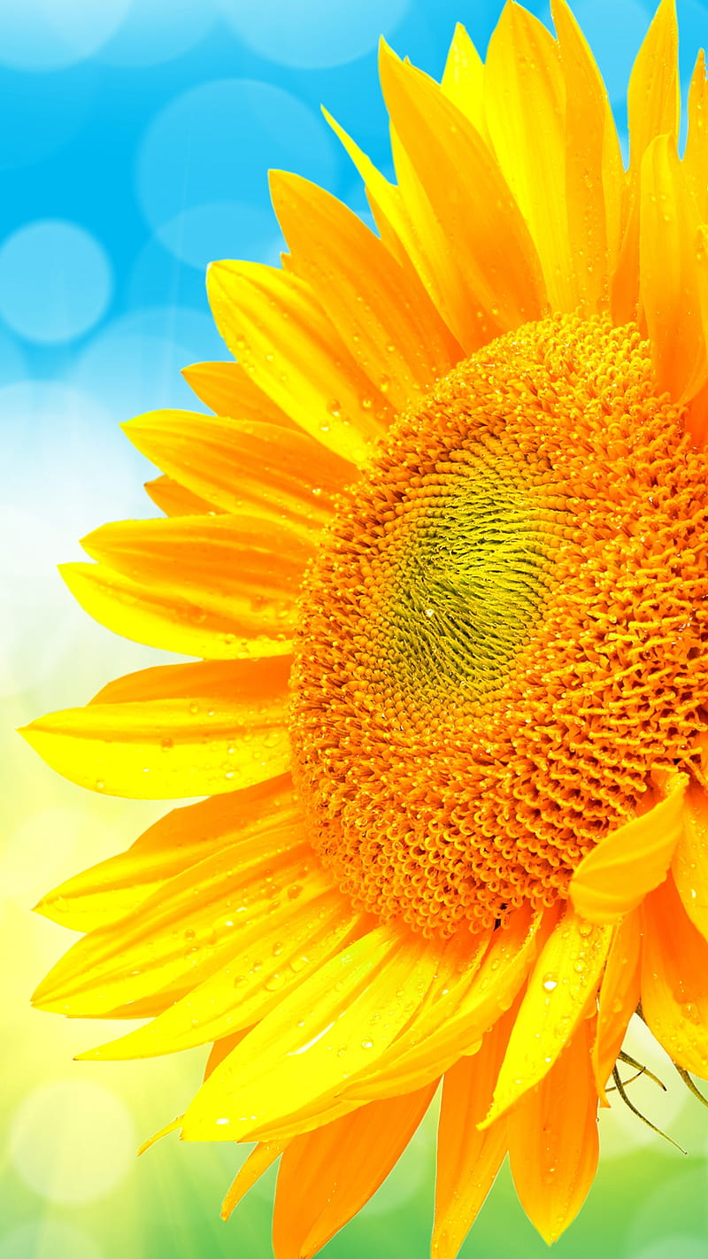 summer, blue, bright, green, sunflower, yellow, HD phone wallpaper