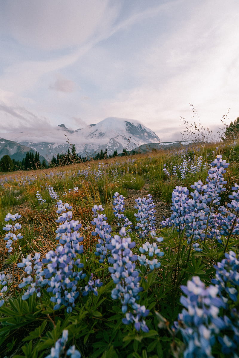 mountains, flowers, lawn, nature, landscape, HD phone wallpaper