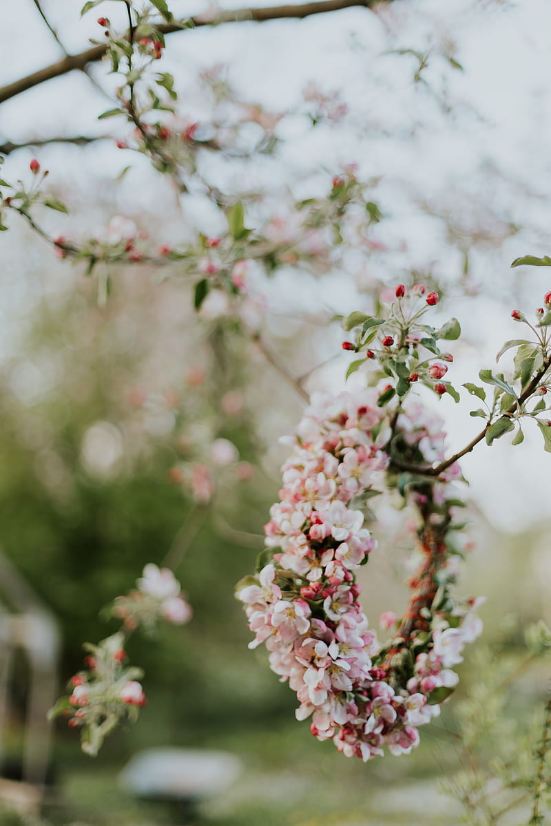 apple, flowers, wreath, tree, branches, HD phone wallpaper