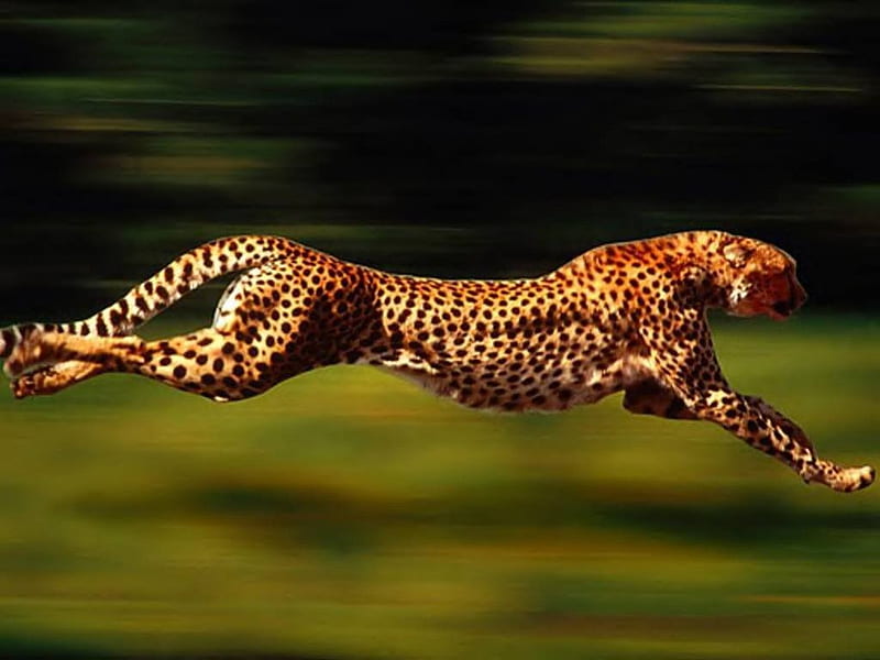 Cheetah At Full Stride, nature, cheetah, speed, animal, HD wallpaper |  Peakpx