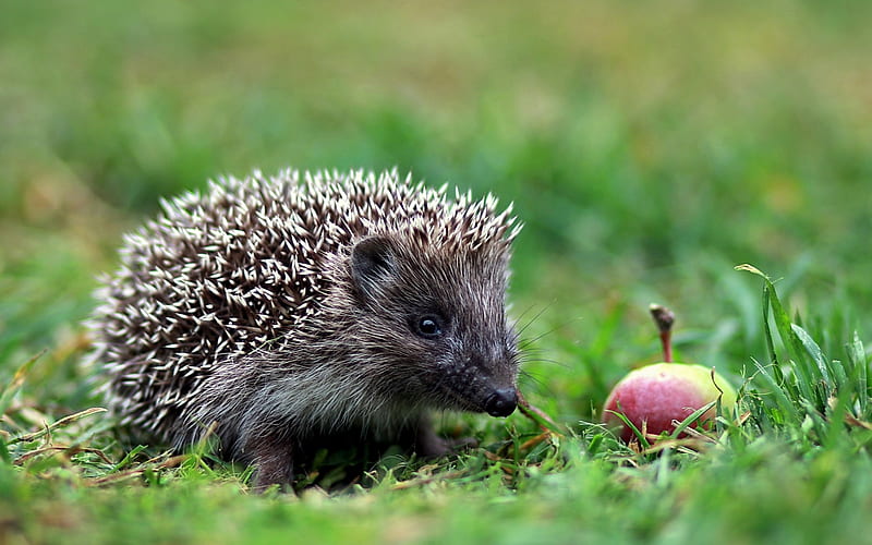 hedgehog, forest, green grass, apple, cute animals, HD wallpaper