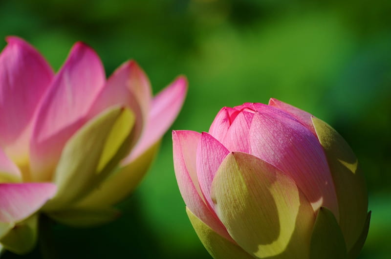 Pink Lotus, pond, waterlily, summer, lily, blossoms, petals, HD wallpaper