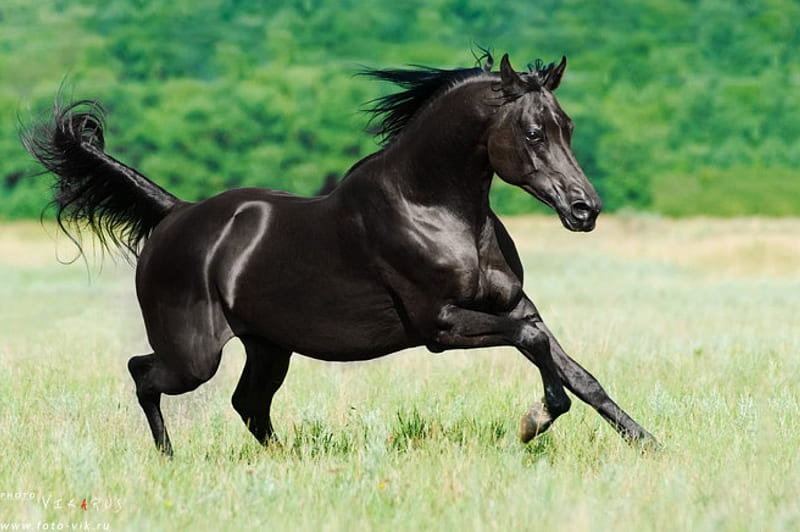 Black Arabian Stallion, stallion, cavalo, horse, animal, HD wallpaper |  Peakpx