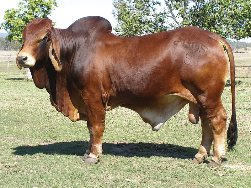 Red Brahman Bull, red brahman, red bull, bull, cattle, HD wallpaper