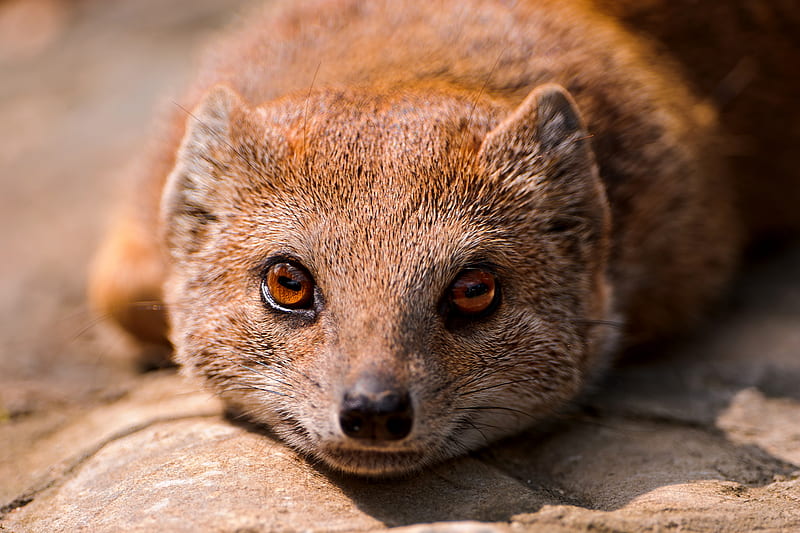 Cute mongoose life, nature, mongoose, animal, HD wallpaper