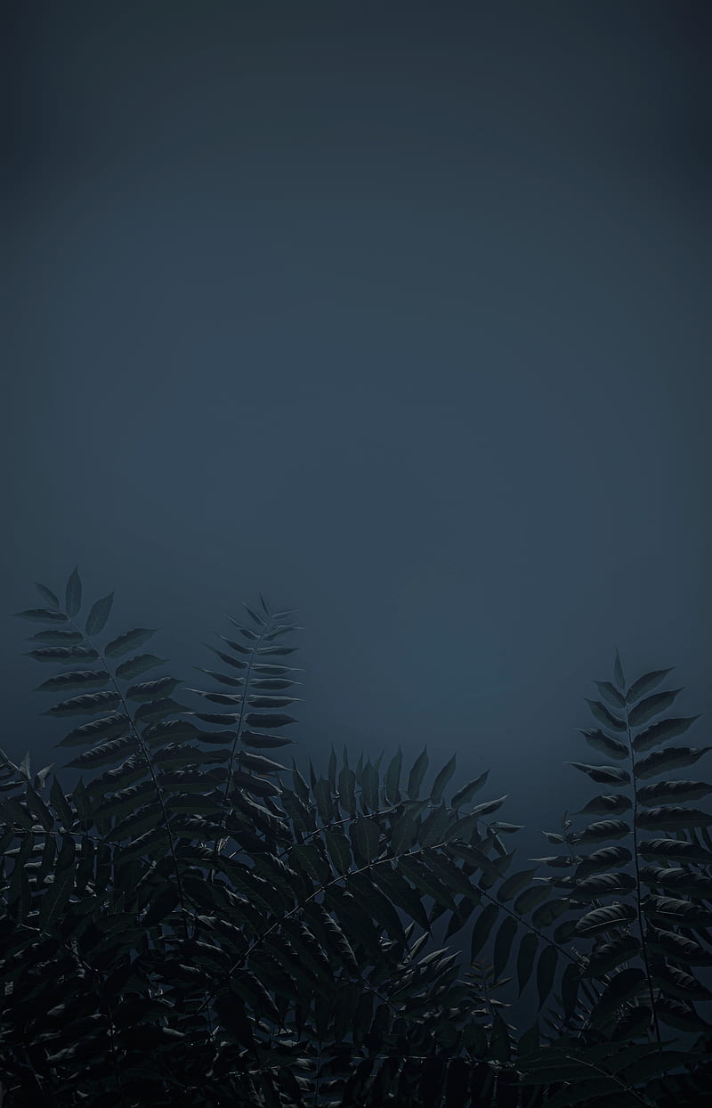 leaves, branches, plant, dark, HD phone wallpaper