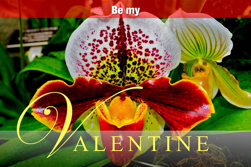 ♡.♡HAPPY VALENTINE's DAY ♡.♡, valentines, orchid, flower, flowers, day, nature, roses, happy, HD wallpaper ♡.♡HAPPY VALENTINE's DAY ♡.♡, valentines, orchid, flower, flowers, day, nature, roses, happy, HD wallpaper