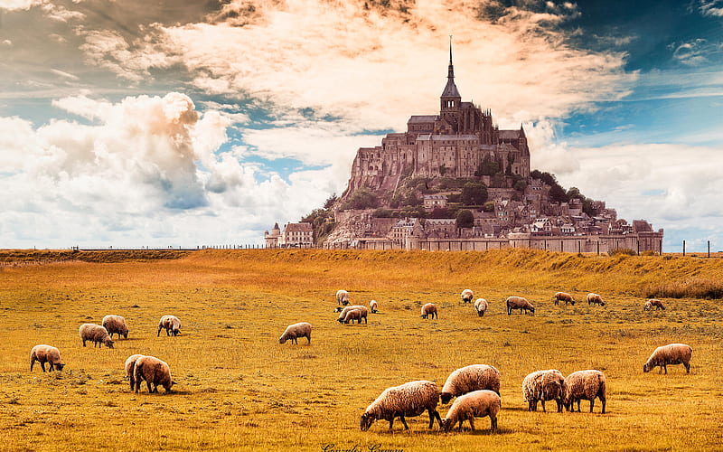 Mont-Saint-Michel, field, sheep, castle, Normandy, France, HD wallpaper