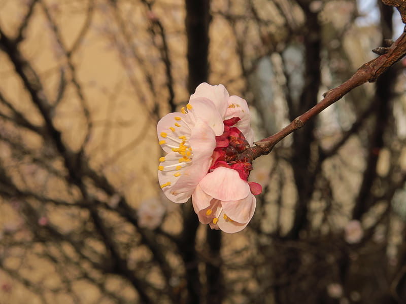 sakura, flowers, petals, branches, spring, macro, HD wallpaper