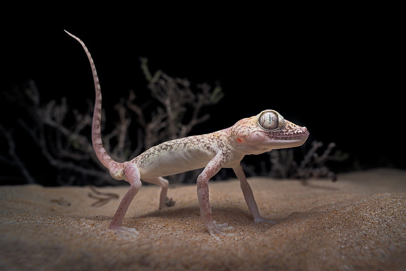 Reptiles, Gecko, Lizard, Sand, HD wallpaper