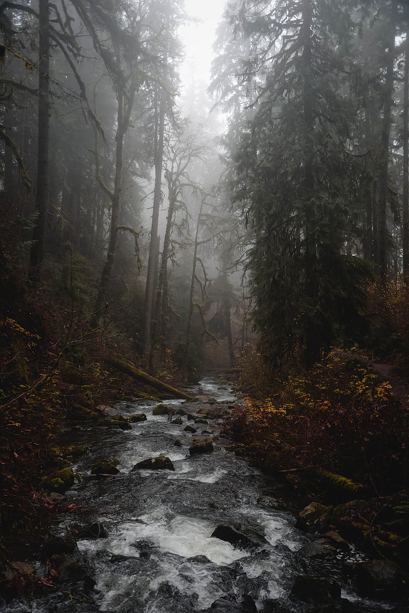 river, forest, fog, stream, trees, HD phone wallpaper